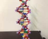 DNA二重螺旋模型①