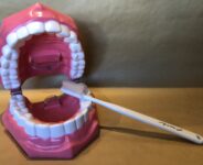 歯科用　歯磨き指導模型＆歯ブラシ