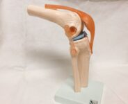 膝関節模型