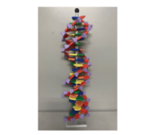 DNA二重螺旋模型②